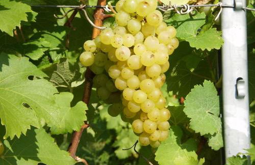 Wildberghof - Foto 23