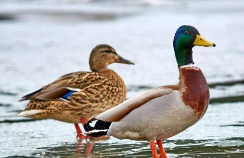 Cozy Small Studio Retreat by the River - Foto 12