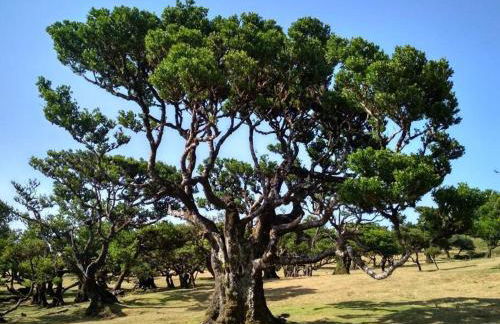 Lazy Lizard Studio - Foto 36