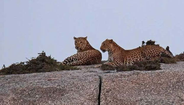 Observando leopardos durante a atividade