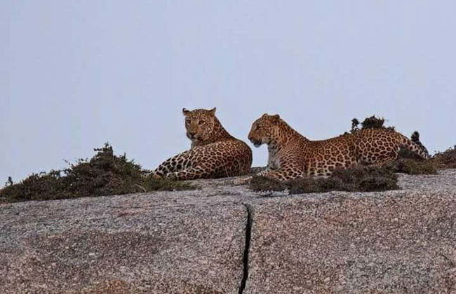 Safari privé au Jawai Dam - Photo 2