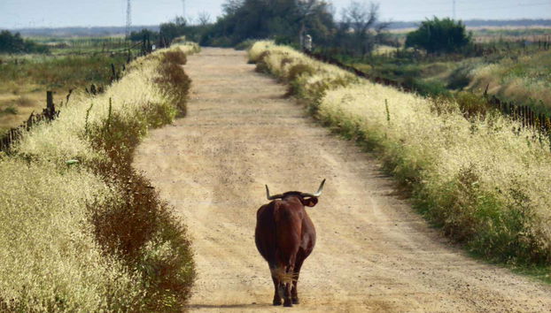 Excursión a Doñana - Foto 5