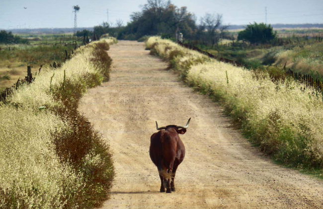 Escursione a Doñana - Foto 11