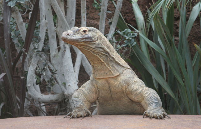 Zoo de Barcelona - Foto 7