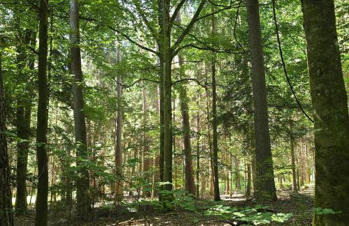 Exklusive Ferienwohnung Bad Salzschlirf - direkt am Waldrand - großer Garten kompett umzäunt - Hunde willkommen - 2 private Stellplätze - Foto 75