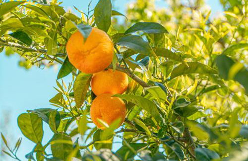 Casa RiVa - Among olive trees and the Tuscan coast - Photo 43