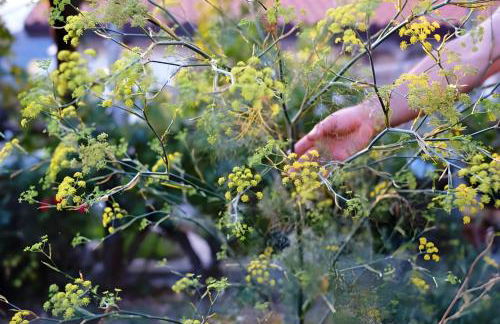 Luna D'Agerola - Foto 76