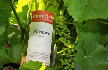 Winzerhof & Weincafe Gümpelein - Foto 37