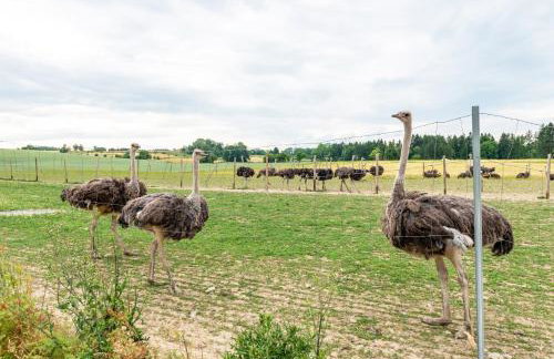 Beutenmühle Straussenfarm Dach - Photo 27