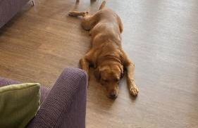 Hare Lodge with Hot Tub - Foto 8