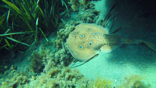 Cabo de Gata Kayak Tour - Foto 4