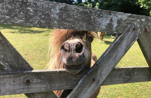 Bay View Cottage - Foto 35