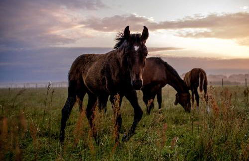Gemütliches Gästezimmer - Foto 24