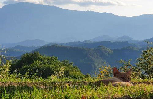 Casa Flori & Leonardo's Country House - Foto 11