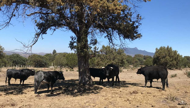 Toros en la finca de una de las haciendas