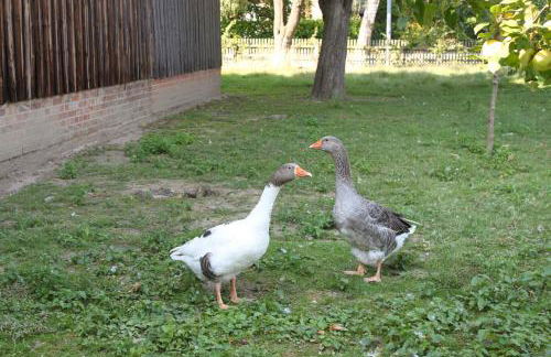 Ferienwohnung Helmsstraße II - Foto 24