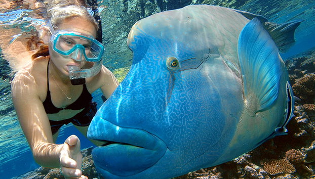 Crucero Reef Magic por la Gran Barrera de Coral con traslado - Foto 3