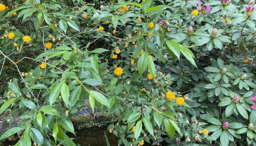 Waldtraum Wandlitzsee - Foto 4, Garden