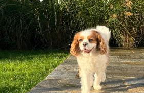 Les Villas Majolie - Villa 13 Océan - 5 étoiles - Foto 46