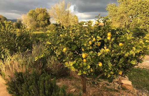 Finca Can Alba - Photo 43