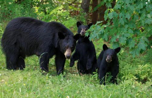 Altitude Adjustment atop Sugar Mountain at Sugar Top - Foto 42