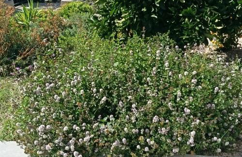 Mande&Kate - Foto 35