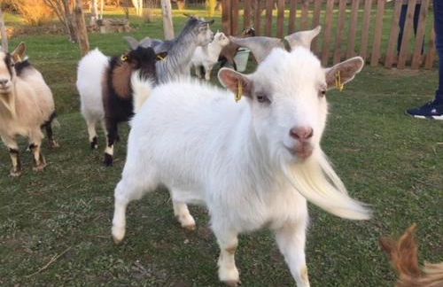 Cottage a la campagne avec piscine et SPA - Foto 21