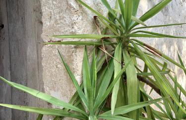 Casa Licchia - Foto 9