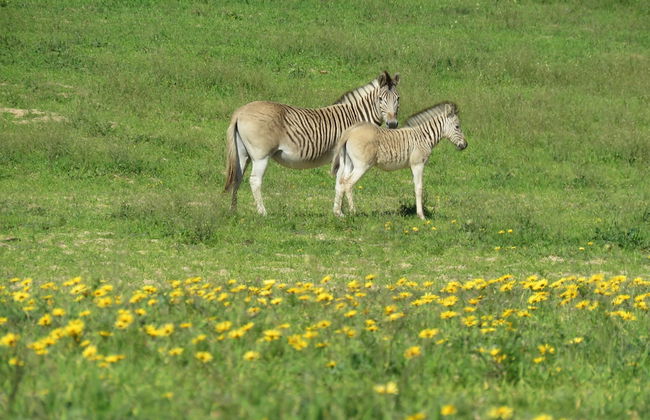 L'Ermitage Quagga Lodge - Photo 38