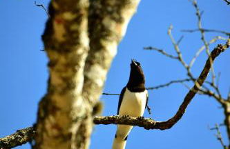 Chalés Ibiti Blessed - Foto 6