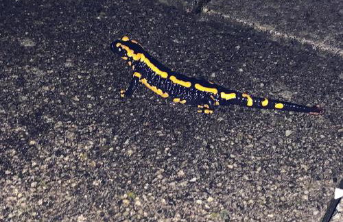 Ferienwohnung Wolff, Kelkheim - Foto 40