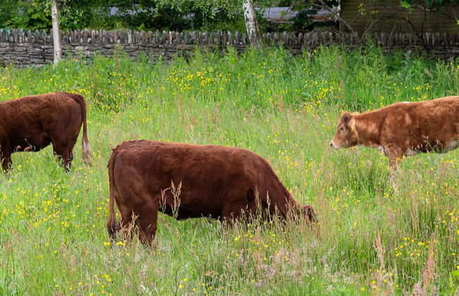 2 Bedroomed Cottage Steps From Kenmare Town - Foto 20