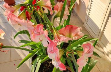 Apartman A&M - Foto 7