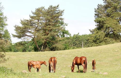 Reihenhaus Tulpe in Lohmen - Foto 76