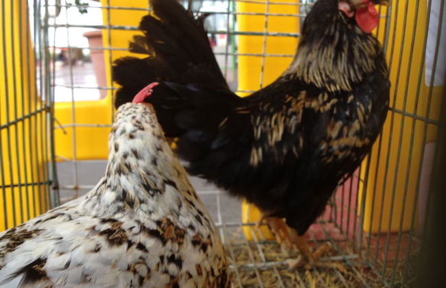 Agriturismo Le Baccane - Foto 64