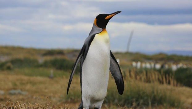 Ferry de ida y vuelta a la Isla de Tierra del Fuego - Excursión de día completo - Foto 4