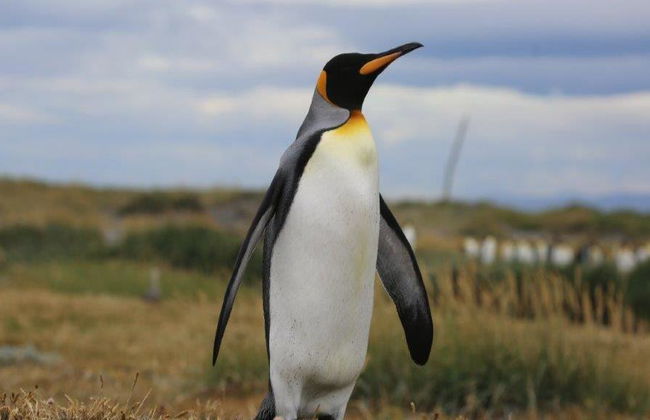 Traghetto andata e ritorno per l'isola di Tierra Del Fuego - Escursione di un'intera giornata - Foto 4
