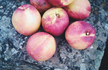 Herdade Do Azinhal - Foto 16