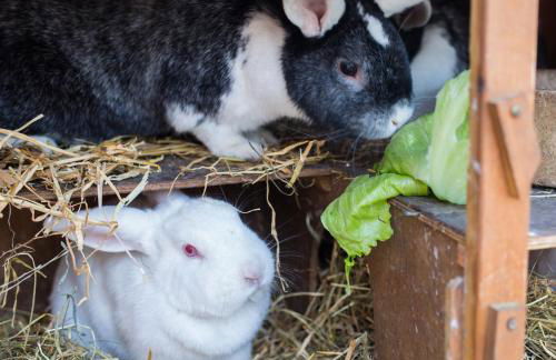 Ferienhof Marquardt Fewo Sperlingshöh - Foto 11