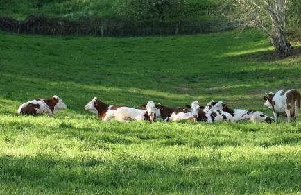 Maison avec vue, grand terrain clos, bain nordique privé toute l'année, animaux acceptés - Photo 40
