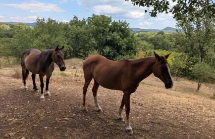 Mas 5 étoiles aux portes des Cévennes - Piscine privée 12m - Randos et Rivières - Foto 10