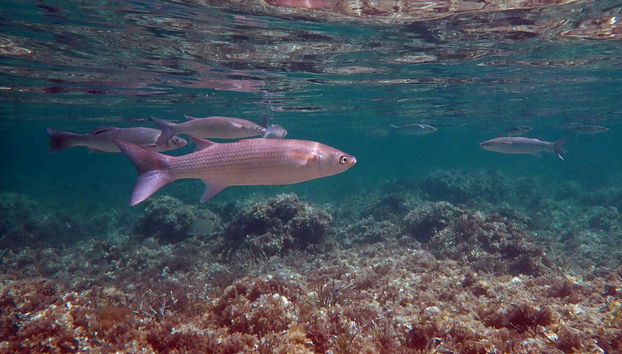 Tabarca Excursion + Snorkeling - Foto 4