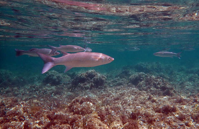 Tabarca Excursion + Snorkeling - Foto 4