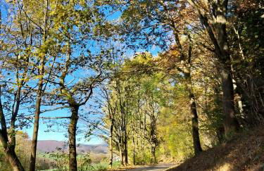 Ferienwohnungen Ambiente-Schmidt - Foto 17