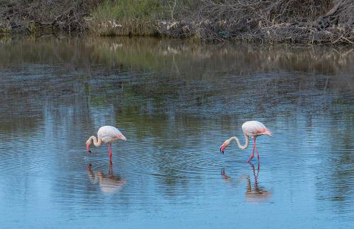 Villa Rosa con accesso sul mare - Foto 45