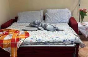 i tulipani - Foto 43