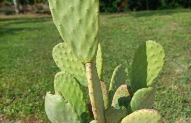 Casa Vacanze APPARTAMENTO NONNA SILVANA - Foto 13