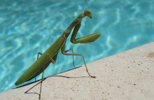 Résidence Marine de Palumbare - Foto 58