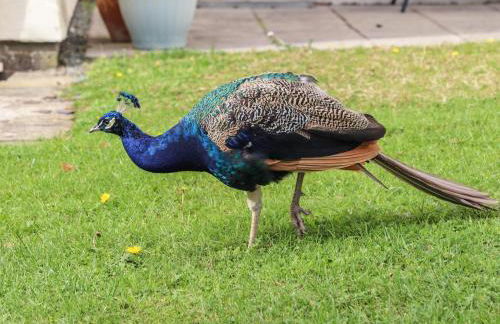 Machlud Ynys - Foto 35