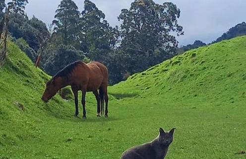 PequeñoCabárceno - Foto 62